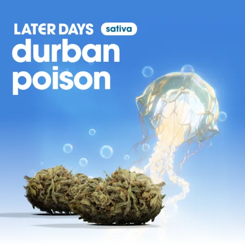 Durban Poison Flower
