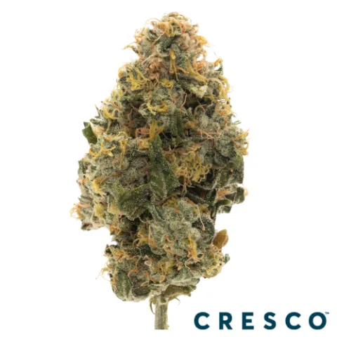 Maltese Orange x Caribbean Cookies Premium Flower