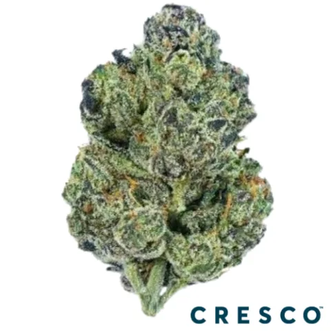 Gastro Pop #5 Premium Flower