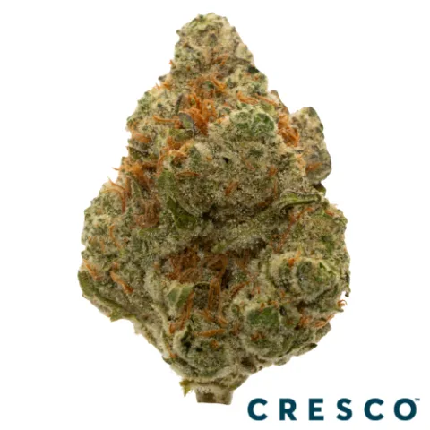 PapayaBerry Runtz x GovernMint Oasis Premium Flower