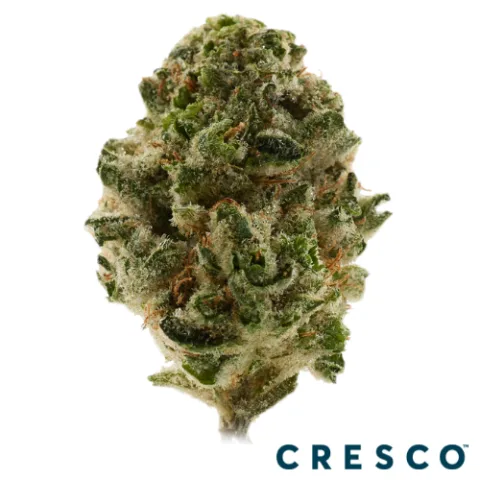 Zweet Purple Majik Premium Flower