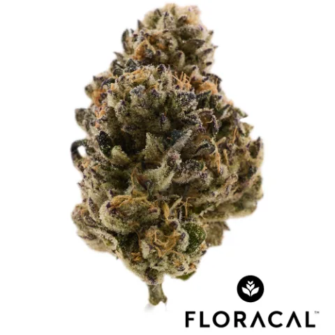Purple Churro 13 Craft Cannabis Flower