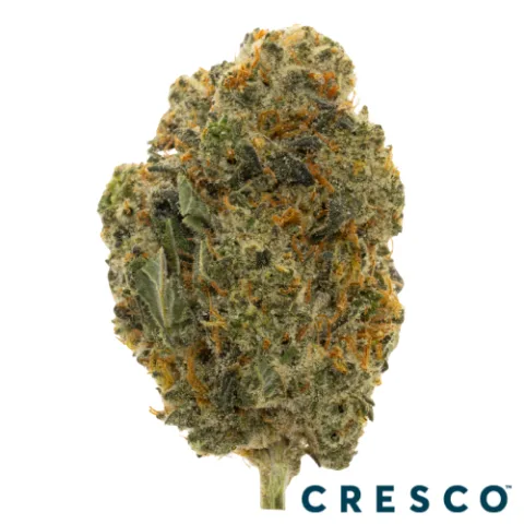 Mango Mintality Premium Flower