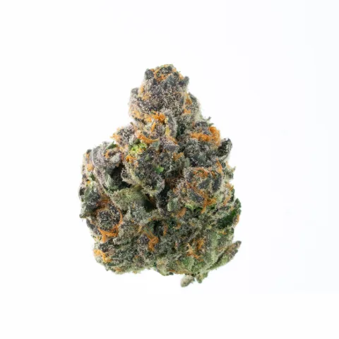 Orange Power Premium Flower