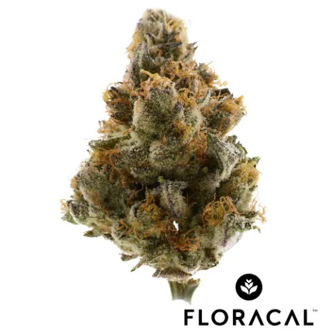 Dark Rainbow Craft Cannabis Flower
