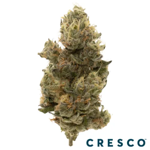 Gush Mints Premium Flower
