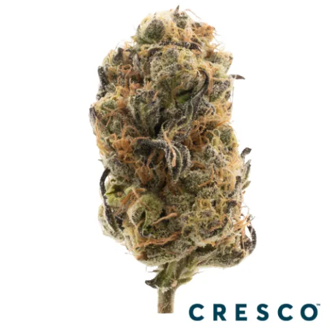 GovernMint Oasis Premium Flower