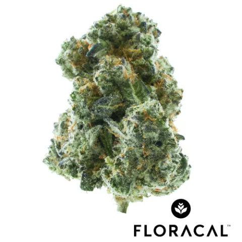 Kush Mints Craft Cannabis Flower