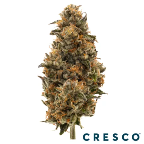 Pepe Silvia Premium Flower