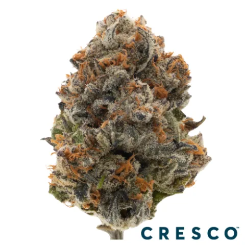 Lilac Diesel Premium Flower
