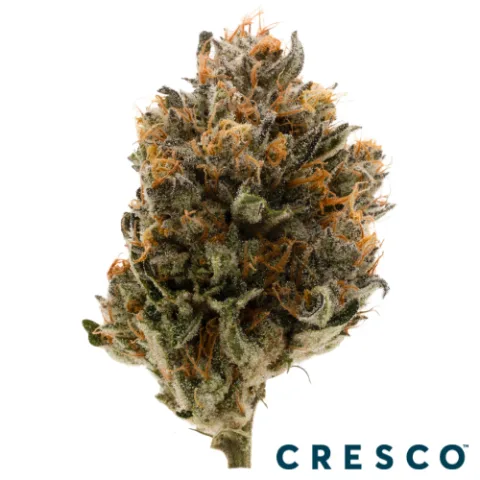 Crescendo Premium Flower