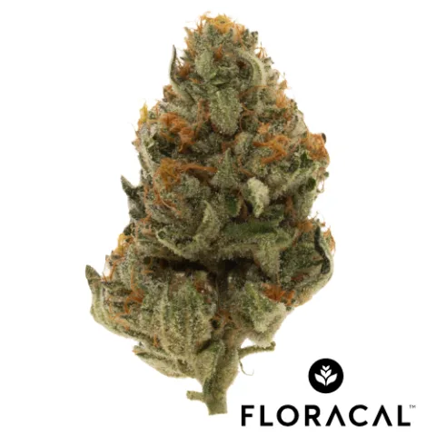 Crescendo Craft Cannabis Flower