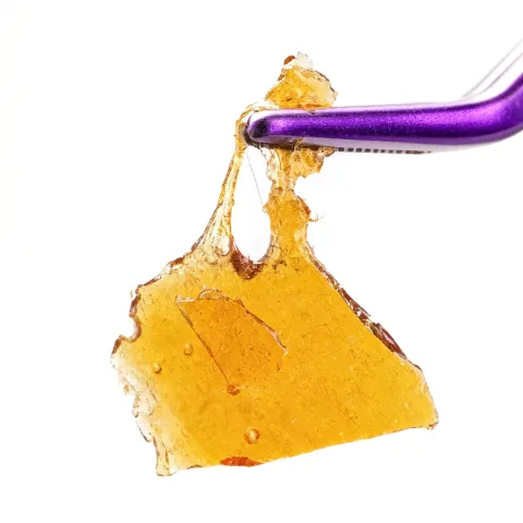 Poinsettia Fizz: Shatter