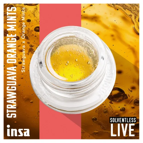 Live Rosin Magma - Strawguava Orange Mints