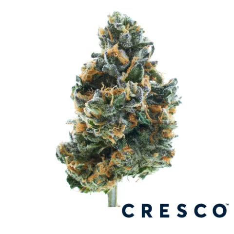 Runtz x Jealousy Premium Flower