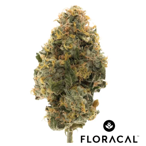 Curacao Craft Cannabis Flower