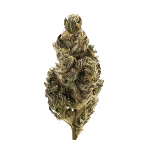 Maui Lobster Premium Flower