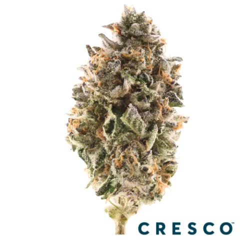 Gorilla Sundae Premium Flower