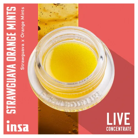 Live Budder - Strawguava Orange Mints
