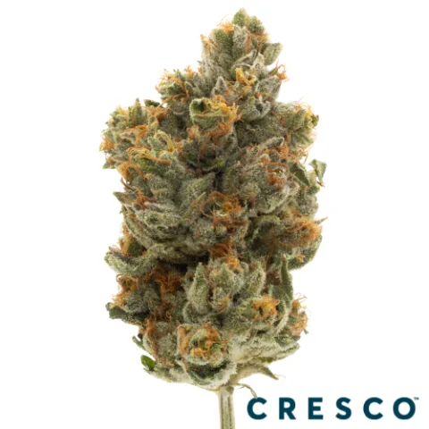 Chimera Junky Premium Flower